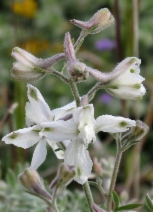 Delphinium variegatum