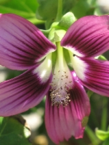 Malva assurgentiflora