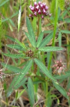 Trifolium palmeri