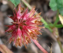 Trifolium palmeri