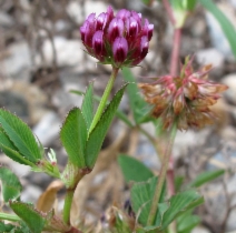 Trifolium palmeri