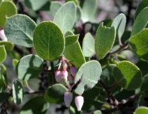 Arctostaphylos ohloneana