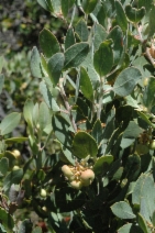 Arctostaphylos glandulosa ssp. cushingiana