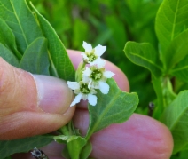 Oemleria cerasiformis