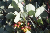 Arctostaphylos mewukka