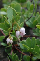 Arctostaphylos nevadensis ssp. knightii