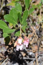 Arctostaphylos Xmedia