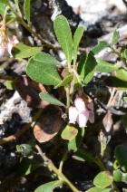 Arctostaphylos Xmedia