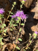 Monardella sheltonii