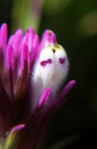 Castilleja densiflora