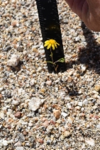 Lasthenia californica