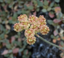 Eriogonum umbellatum var. modocense