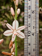Asphodelus fistulosus