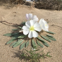 Oenothera deltoides