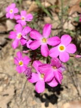 Leptosiphon latisectus