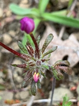 Leptosiphon latisectus