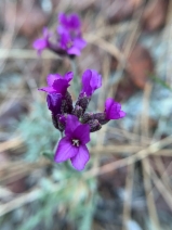 Boechera subpinnatifida
