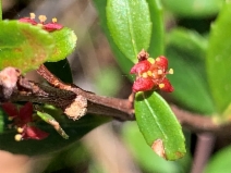Paxistima myrsinites