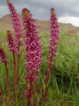 Pedicularis groenlandica