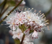 Eriogonum kennedyi