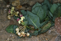 Asclepias cryptoceras