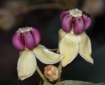 Asclepias cryptoceras