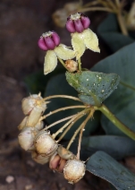 Asclepias cryptoceras