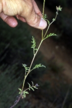 Phacelia vallis-mortae
