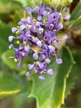 Ceanothus pinetorum