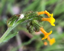 Amsinckia lycopsoides