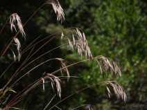 Bromus laevipes