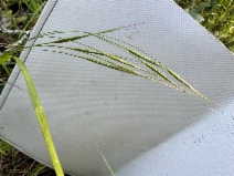 Bromus sterilis