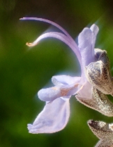Rosmarinus officinalis