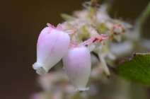 Arctostaphylos columbiana