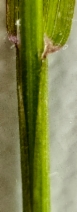 Bromus sterilis