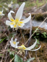 Erythronium citrinum var. citrinum