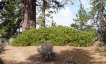 Arctostaphylos parryana