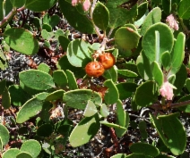 Arctostaphylos parryana