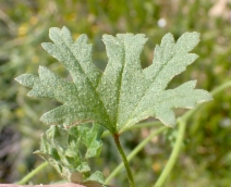 Eremalche parryi ssp. kernensis