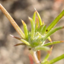 Eriastrum hooveri