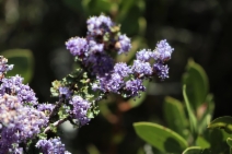 Ceanothus sonomensis
