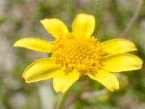 Lasthenia ferrisiae