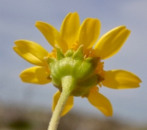 Lasthenia ferrisiae