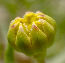 Lasthenia ferrisiae