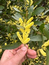 Acacia longifolia