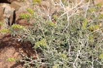 Ambrosia dumosa