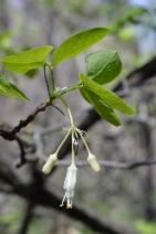 Staphylea bolanderi