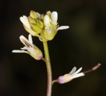 Caulanthus lasiophyllus