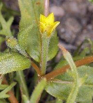 Mentzelia albicaulis