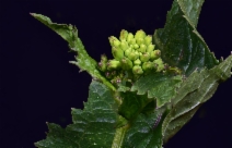 Sinapis arvensis